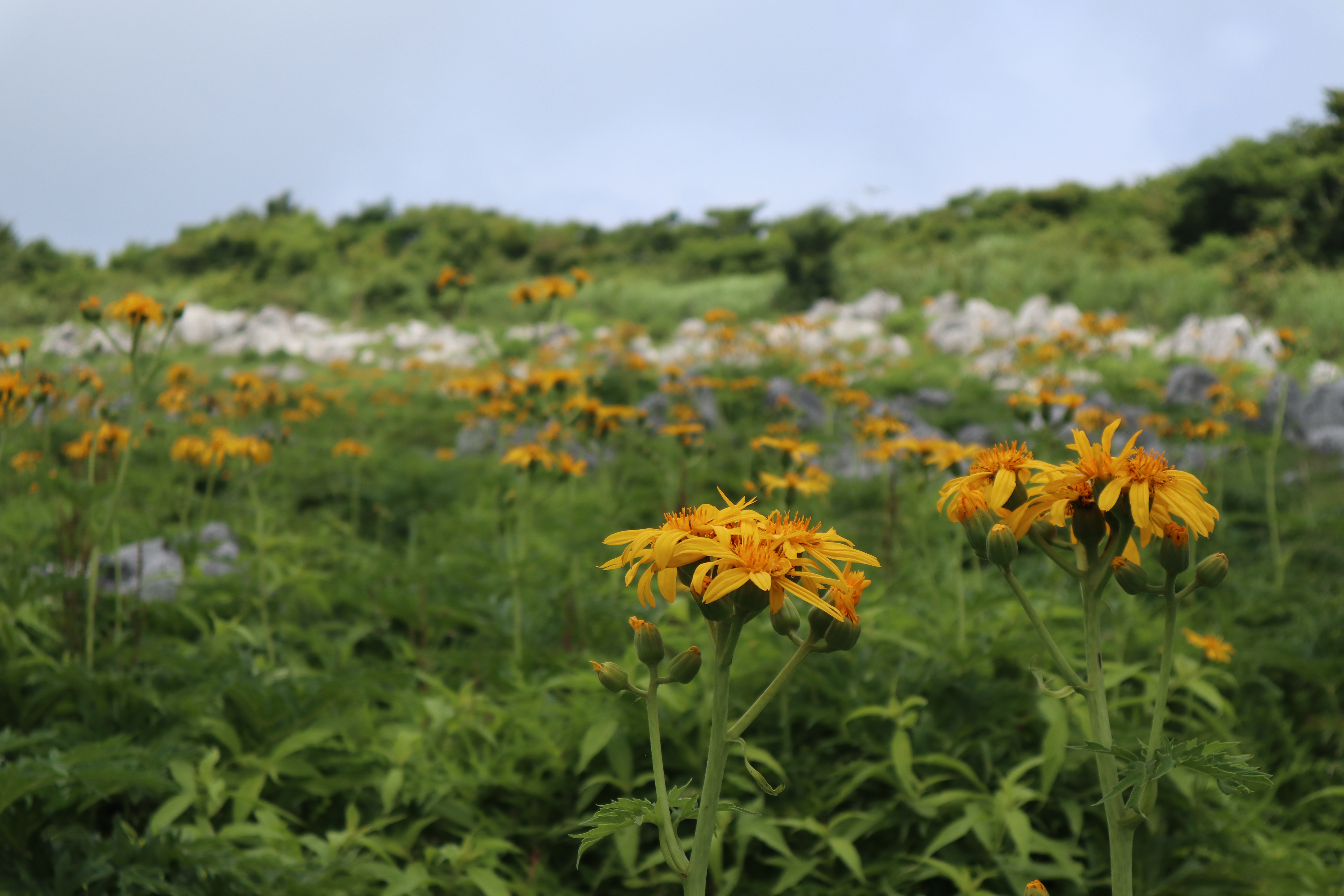 夏の天狗高原 天空の花畑のカルスト台地へ 中土佐町観光インフォメーションblog