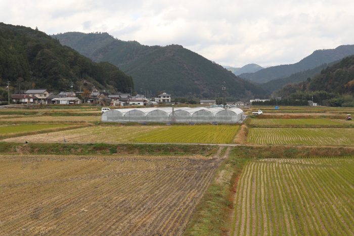 中土佐町　大野見　町田農園　トマト栽培