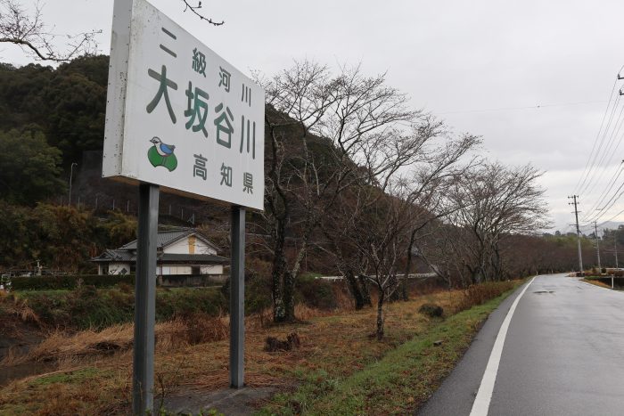 中土佐町　桜　大坂谷川