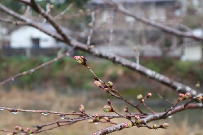 中土佐町　桜　大坂谷川