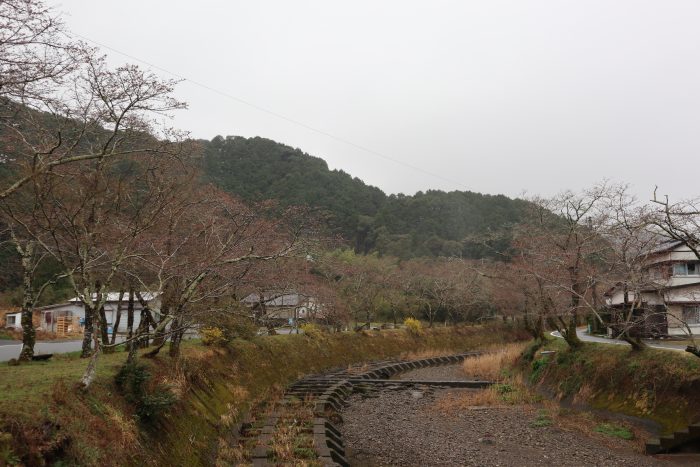 中土佐町　桜開花情報　大坂谷川