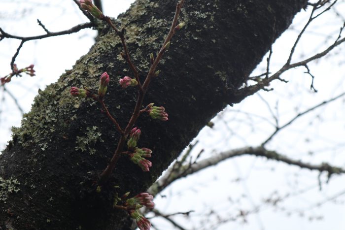 中土佐町　桜開花情報　大坂谷川