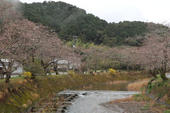 中土佐町　桜開花　大坂谷川