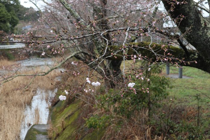 中土佐町　桜開花　大坂谷川