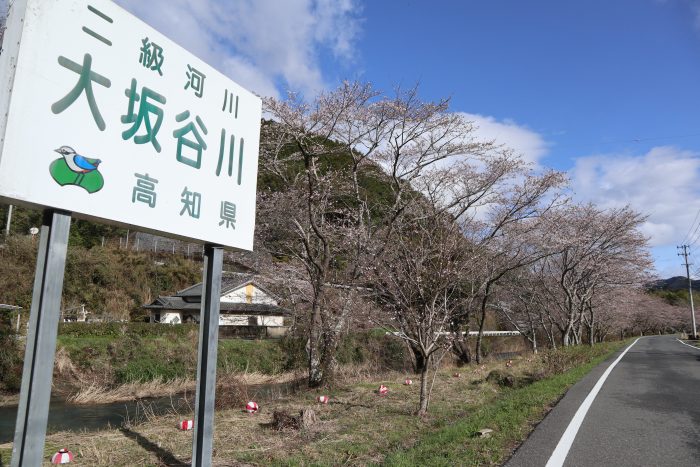 中土佐町　大坂谷川　桜開花