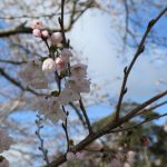 中土佐町　大坂谷川　桜開花