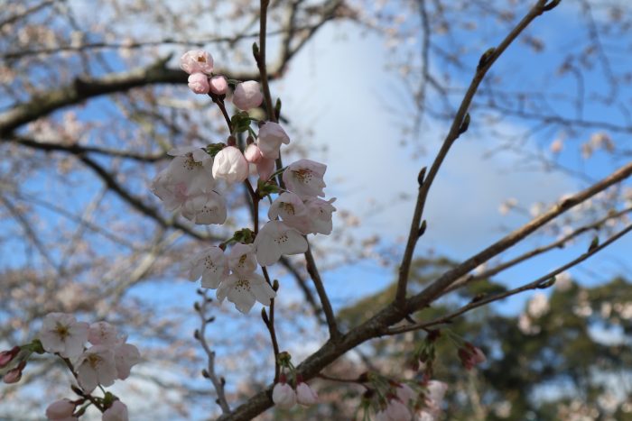 中土佐町　大坂谷川　桜開花