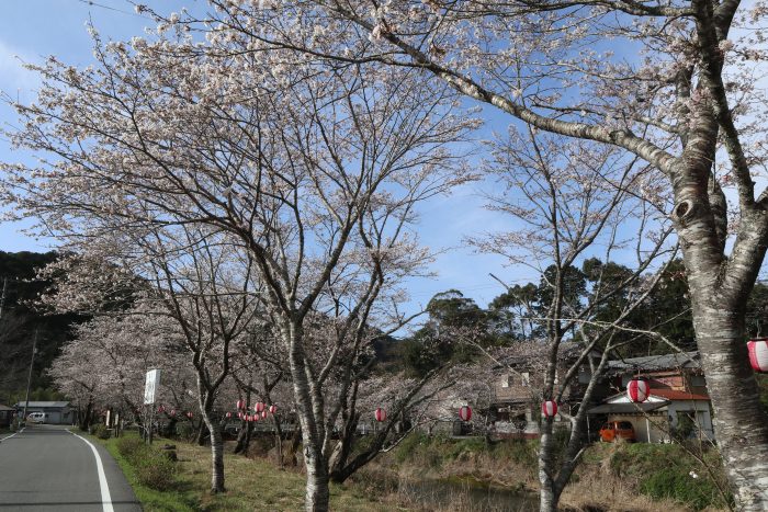 大坂谷川　桜開花　中土佐町　高知桜