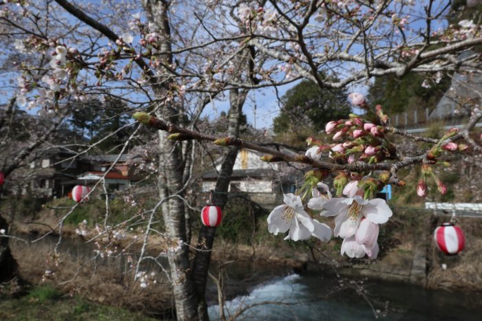 大坂谷川　桜開花　中土佐町　高知桜