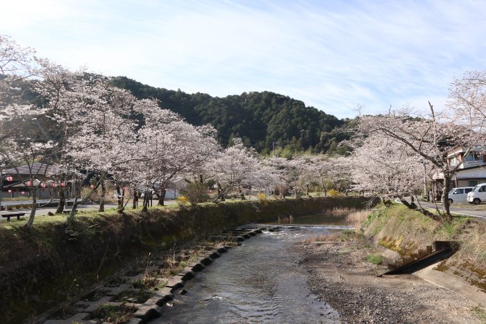 中土佐町　桜並木　大坂谷川