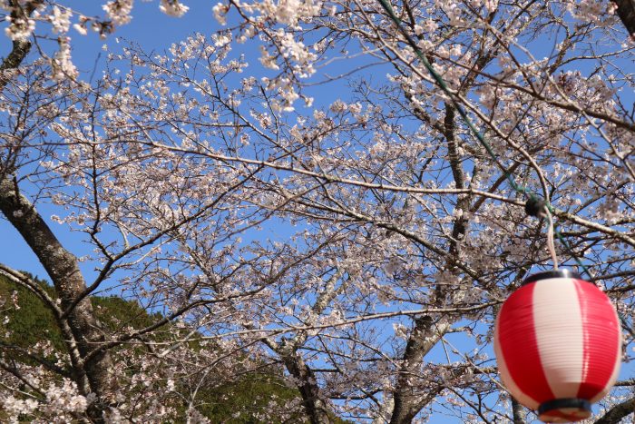 中土佐町　桜並木　大坂谷川