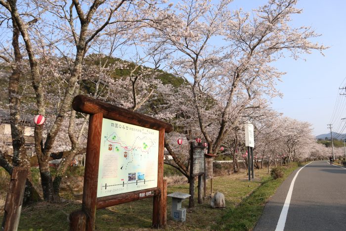 中土佐町　大坂谷川　桜