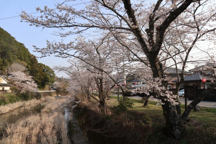 中土佐町　桜開花　大坂谷川