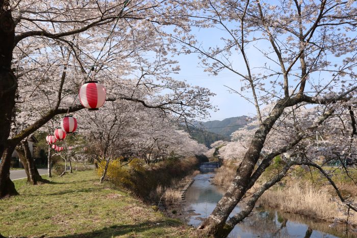 中土佐町　大坂谷川　桜開花