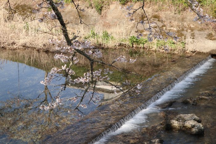 中土佐町　大坂谷川　桜開花