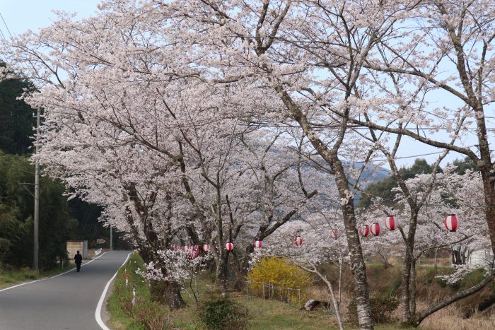 中土佐町　桜開花　大坂谷川