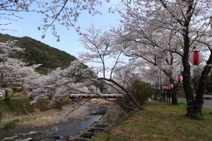 中土佐町　桜開花　大坂谷川