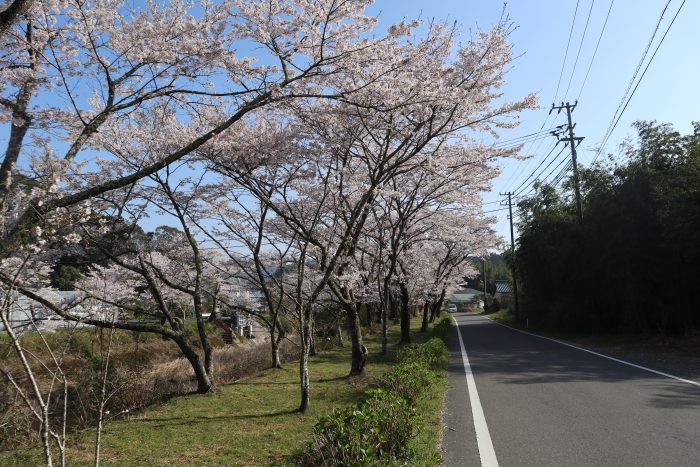 中土佐町　大坂谷川　桜開花情報