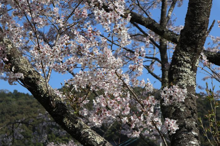 中土佐町　大坂谷川　桜開花情報