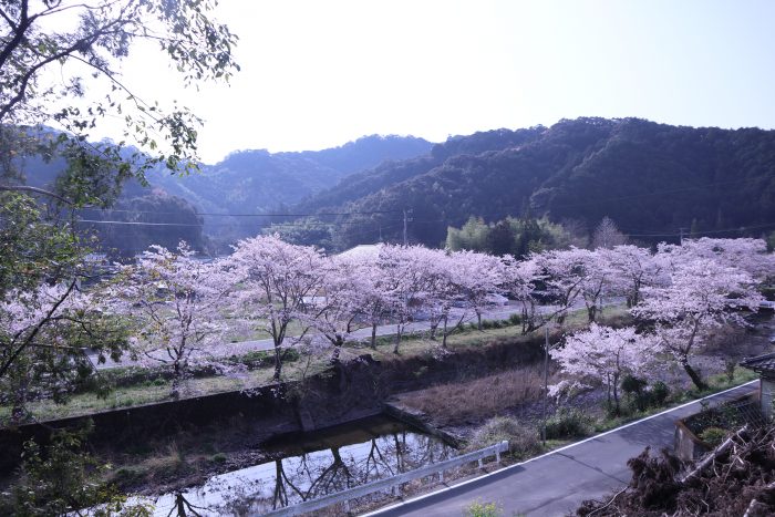 中土佐町　大坂谷川　桜並木