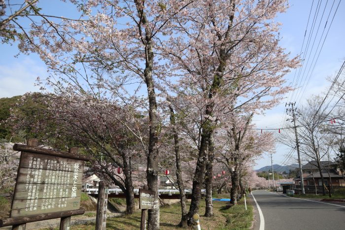 中土佐町　大坂谷川　桜並木