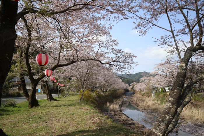 中土佐町　大坂谷川　桜並木