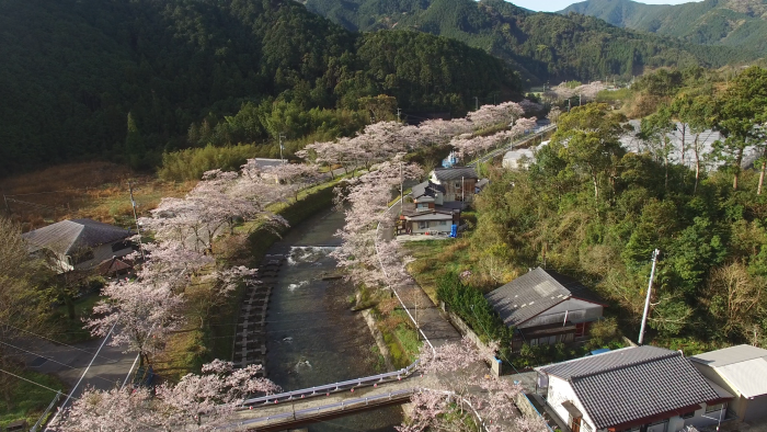 大坂谷川 中土佐町　桜並木