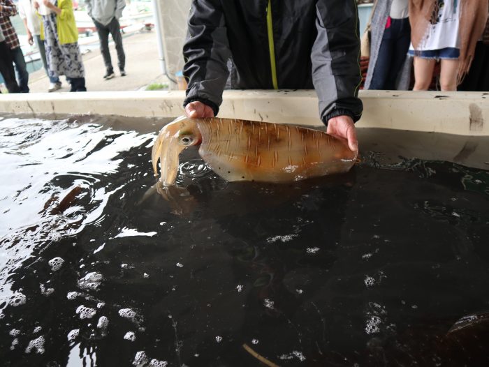 中土佐町　海鮮祭り　上ノ加江