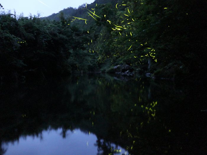 中土佐町　蛍　大野見　下ル川