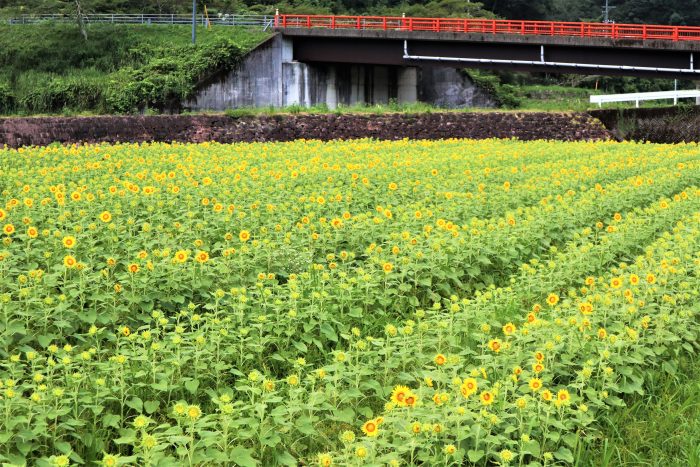 中土佐町　大野見　ひまわり畑