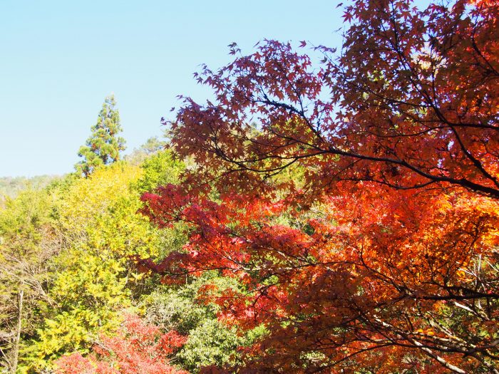 中土佐町　島ノ川渓谷　紅葉