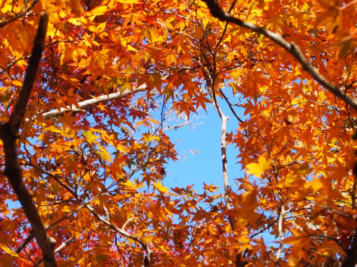 中土佐町　島ノ川渓谷　紅葉