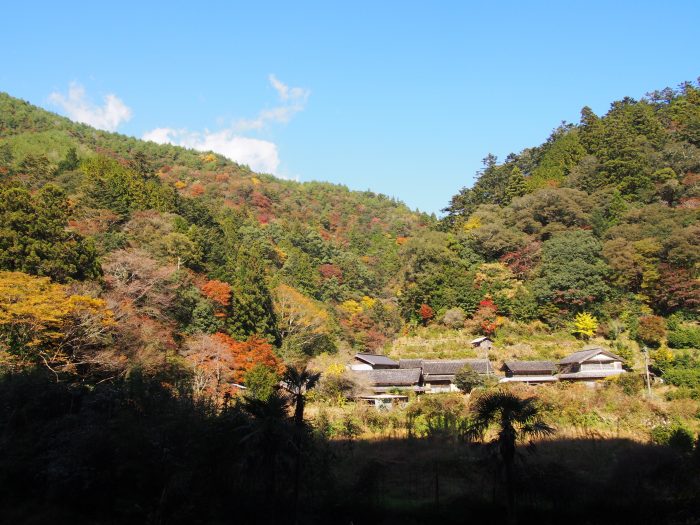 中土佐町　島ノ川渓谷　紅葉