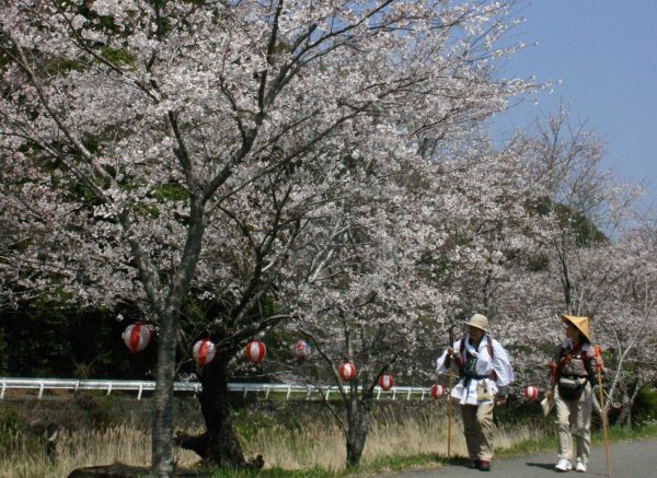 大坂の桜並木